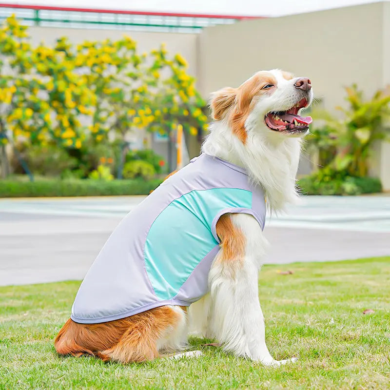 Large dog wearing light blue breathable mesh sport vest on grass