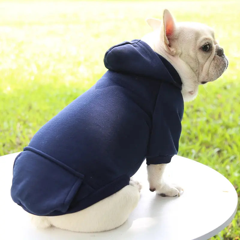 A French Bulldog wearing a blue hoodie, standing in a cozy modern living room