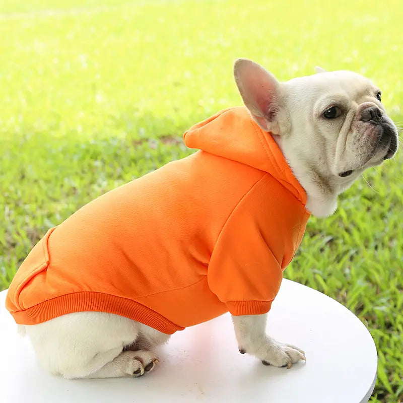 A French Bulldog wearing a orange hoodie, standing in a cozy modern living room